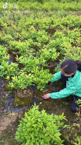 金弹子适合什么土壤种植 金弹子适合在哪种土壤生长？