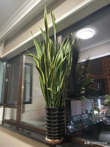 虎皮兰适合什么土壤种植 虎皮兰适宜的土壤种植条件