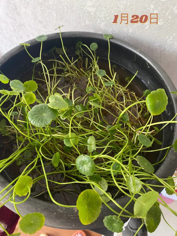 铜钱草适合什么土壤种植