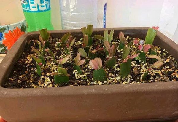 如何让蟹爪兰快速生根