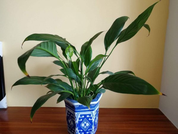 小花盆适合种什么花
