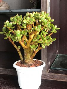 燕子掌换盆后要浇水吗 燕子掌换盆后需不需要浇水？