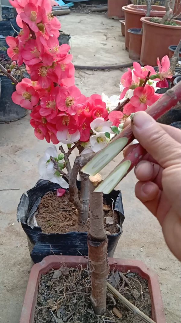 海棠可以嫁接什么树