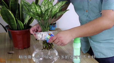 万年青换盆后要浇水吗 更换盆土后的万年青需要浇水吗？