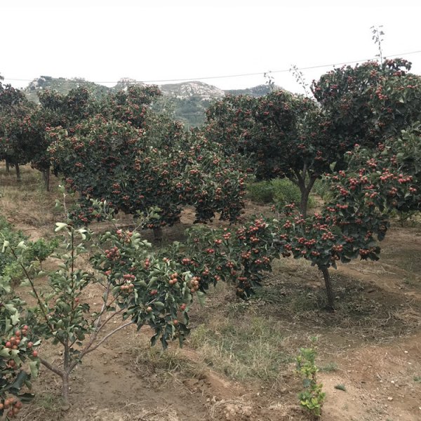 山楂树可以嫁接什么树