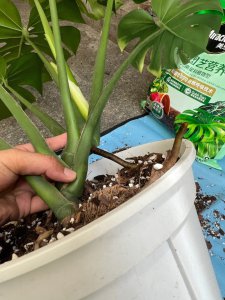 龟背竹换盆后要浇水吗 换盆后的龟背竹需要浇水吗？