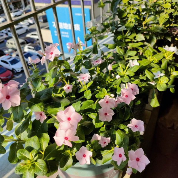 长春花换盆后要浇水吗