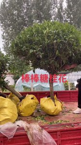 桂花树可以嫁接什么树 桂花树适合和哪些树种嫁接？