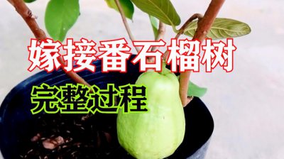 番石榴可以嫁接什么树 番石榴可与何种树嫁接？
