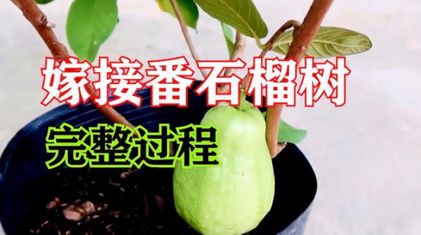 番石榴可以嫁接什么树
