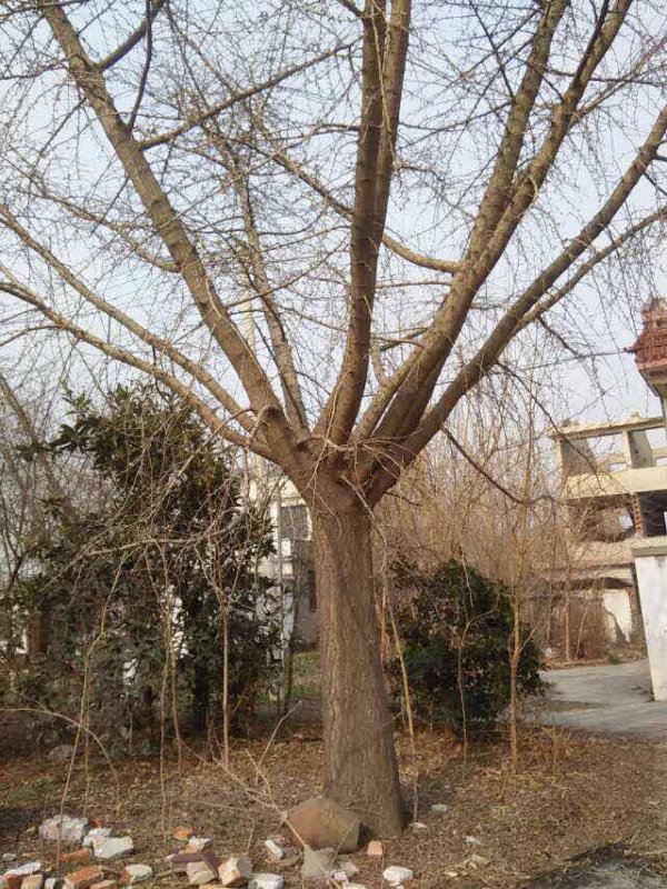 杏树可以嫁接什么树