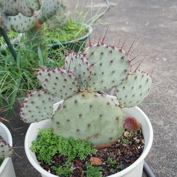 仙人山换盆后要浇水吗