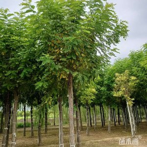 槐树可以嫁接什么树 槐树适合嫁接哪些树种？