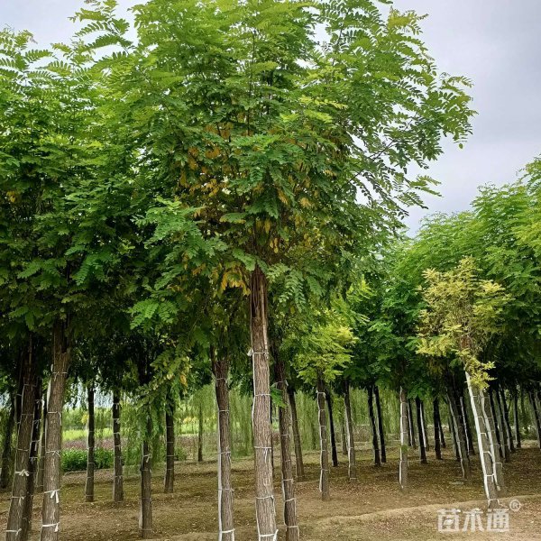 槐树可以嫁接什么树