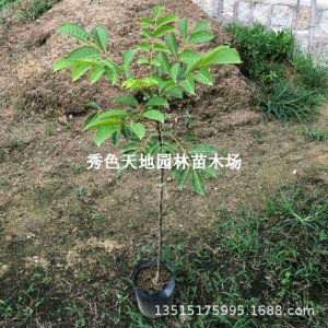 橄榄可以嫁接什么树 橄榄可与何种树种进行嫁接？