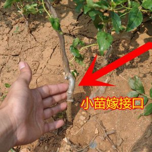 枣树可以嫁接什么树 枣树能与哪些树种嫁接？