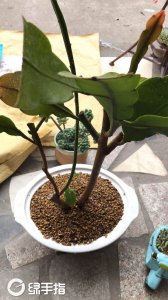 昙花换盆后要浇水吗 昙花换盆后需要浇水吗？