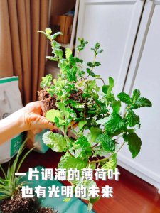 薄荷换盆后要浇水吗 薄荷更换盆后需要浇水吗？