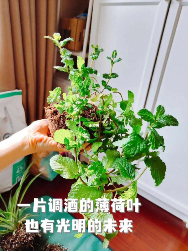 薄荷换盆后要浇水吗