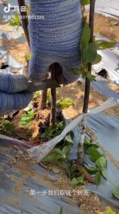 樱桃树可以嫁接什么树 樱桃树适合嫁接哪种树？