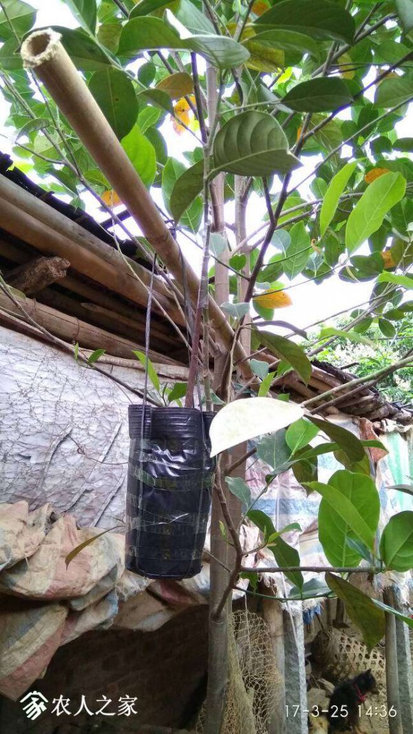 菠萝蜜可以嫁接什么树