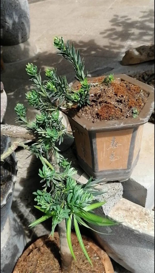 罗汉松可以嫁接什么树