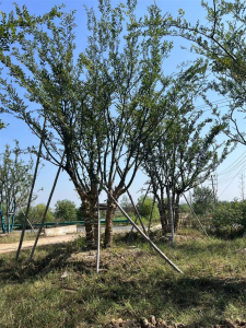 朴树可以嫁接什么树 哪些树种可以和朴树嫁接？