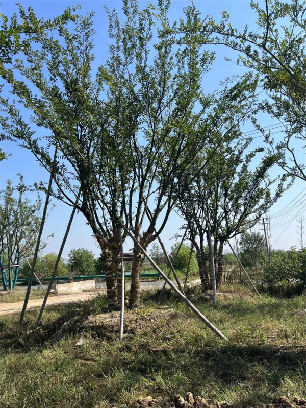 朴树可以嫁接什么树