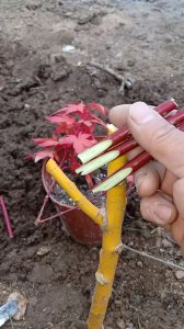 枫树可以嫁接什么树 枫树适合嫁接哪种树种？