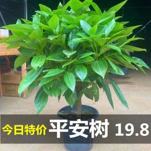 平安树换盆后要浇水吗 平安树换盆后需要浇水吗？