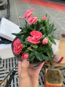 康乃馨换盆后要浇水吗 康乃馨换盆后需要浇水吗？