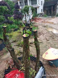 油茶树可以嫁接什么树 油茶树嫁接树种及嫁接方式详解
