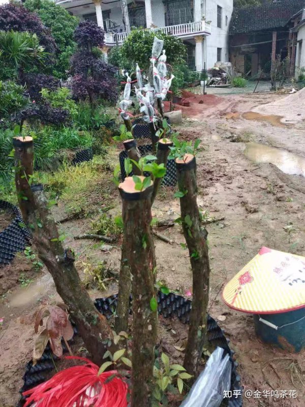 油茶树可以嫁接什么树