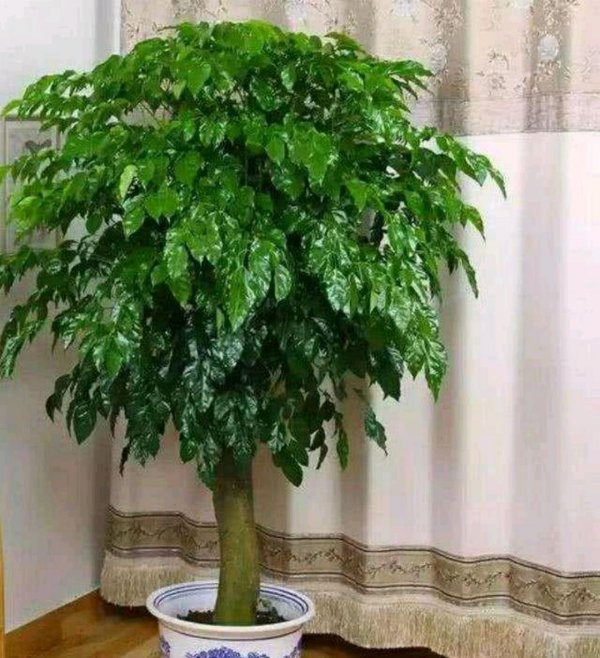 幸福树换盆后要浇水吗