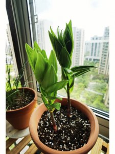 百合换盆后要浇水吗 百合植株换盆后需不需要浇水？