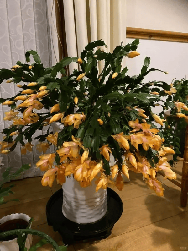 蟹爪兰换盆后要浇水吗