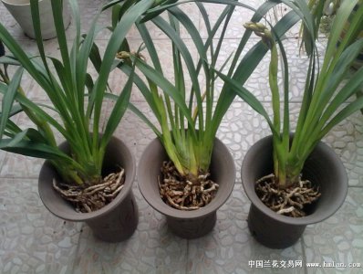 蕙兰换盆后要浇水吗 更换花盆后需要给蕙兰浇水吗？