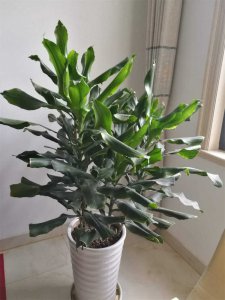 螺纹铁换盆后要浇水吗 更换螺纹铁盆需不需要浇水？