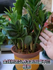 金钱树换盆后要浇水吗 换盆后的金钱树需要浇水吗？