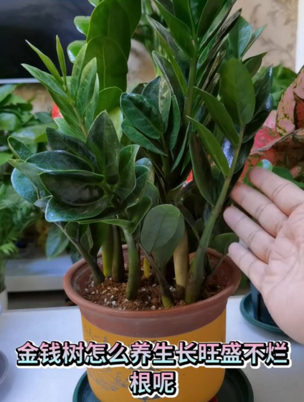 金钱树换盆后要浇水吗