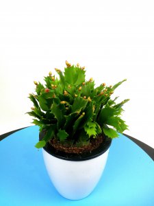 蟹爪兰用多大的盆种 蟹爪兰适合种植在多大的花盆中？