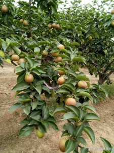 玉露香梨是自花授粉吗 玉露香梨是否需要异花授粉？