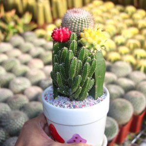 仙人球用多大的盆种 种植仙人球需要多大的盆？
