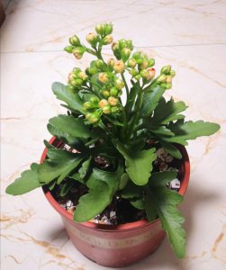 长寿花用多大的盆种 长寿花适合种植在多大的花盆中？