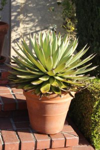 龙舌兰用深盆还是浅盆好 种植龙舌兰深盆还是浅盆更适合？