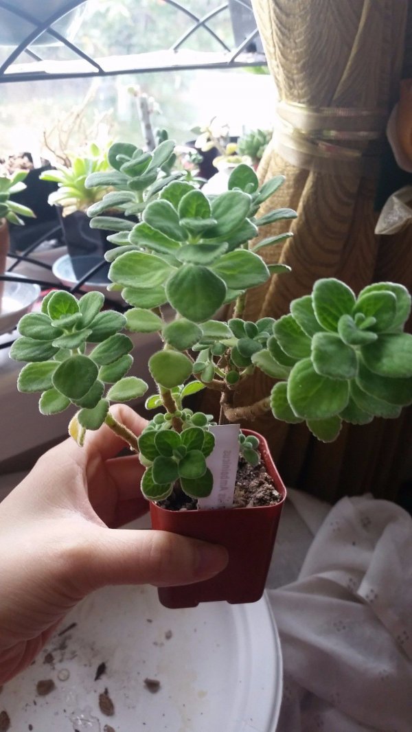 碰碰香用深盆还是浅盆好