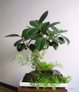 橡皮树用深盆还是浅盆好 种植橡皮树应选择深盆还是浅盆？