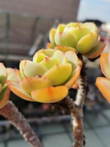多肉碧桃用深盆还是浅盆好 多肉碧桃更适合种植在深盆还是浅盆？