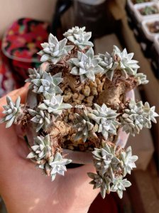 多肉白菊用深盆还是浅盆好 多肉白菊适合种植在深盆还是浅盆？