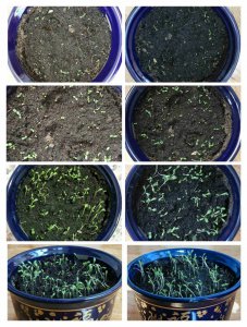 生菜种子多久发芽 生菜种子需要多长时间才能发芽？